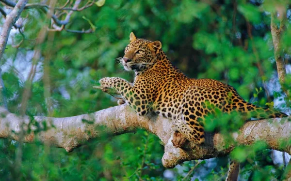 Leopard-srilanka-Getty.jpg